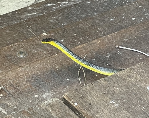 Common Tree Snake sighting