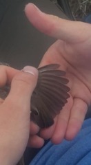 Thryomanes bewickii calophonus