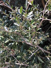 Phillyrea latifolia media