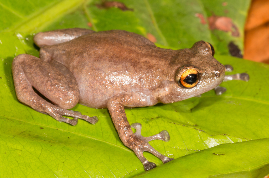 Unicolor Cross Frog