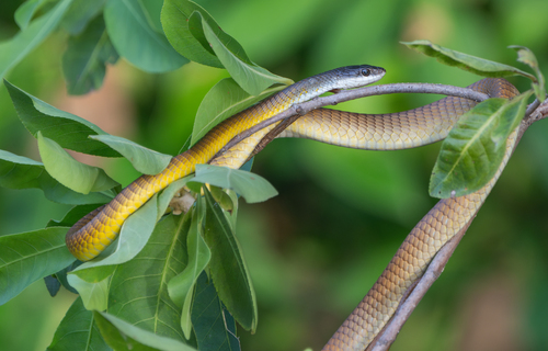 Common Tree Snake sighting