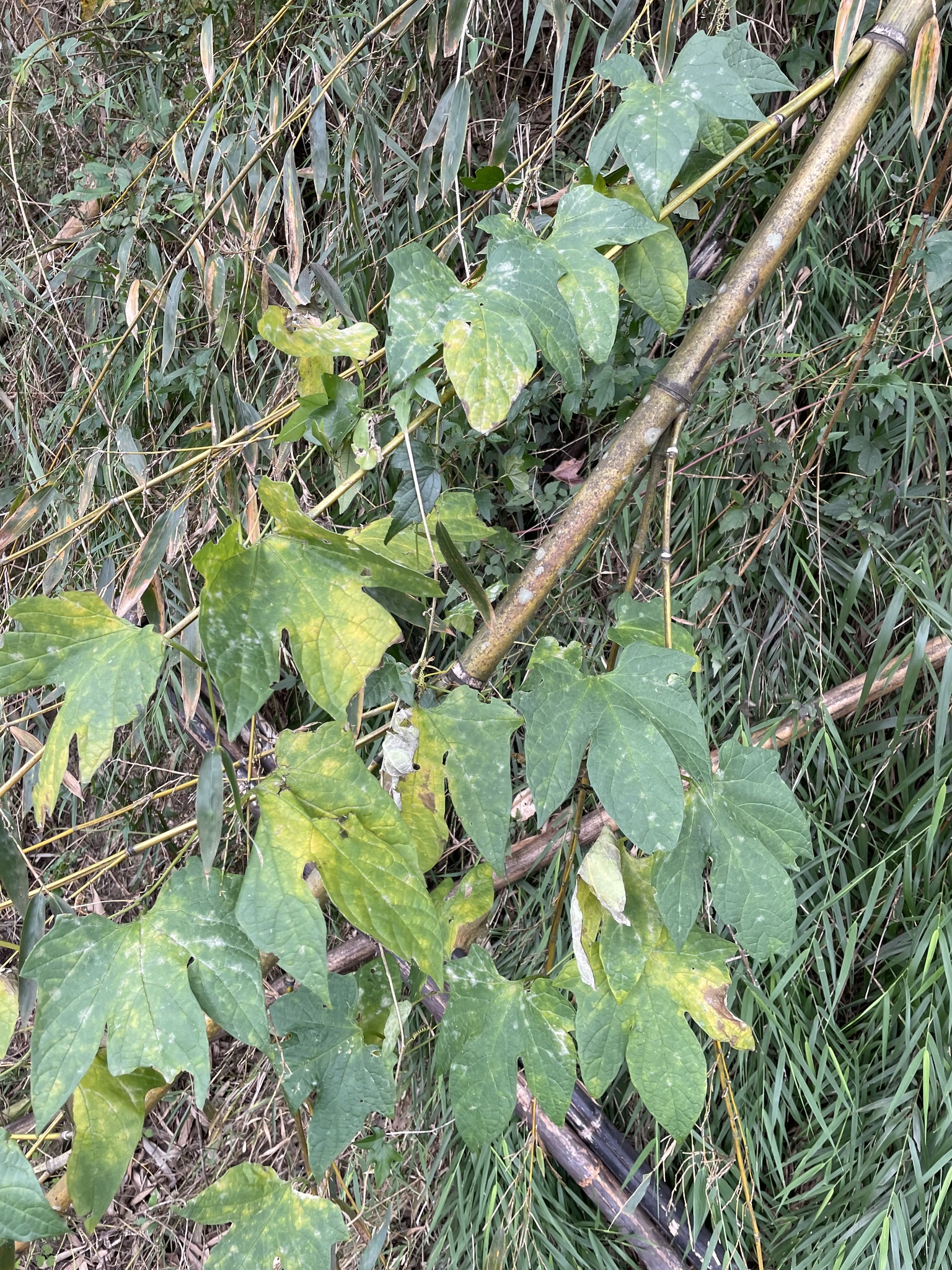 Imagem de Melancia-de-papagaio
