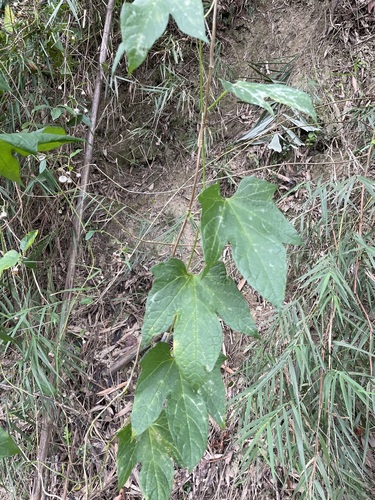 Foto de Melancia-de-papagaio