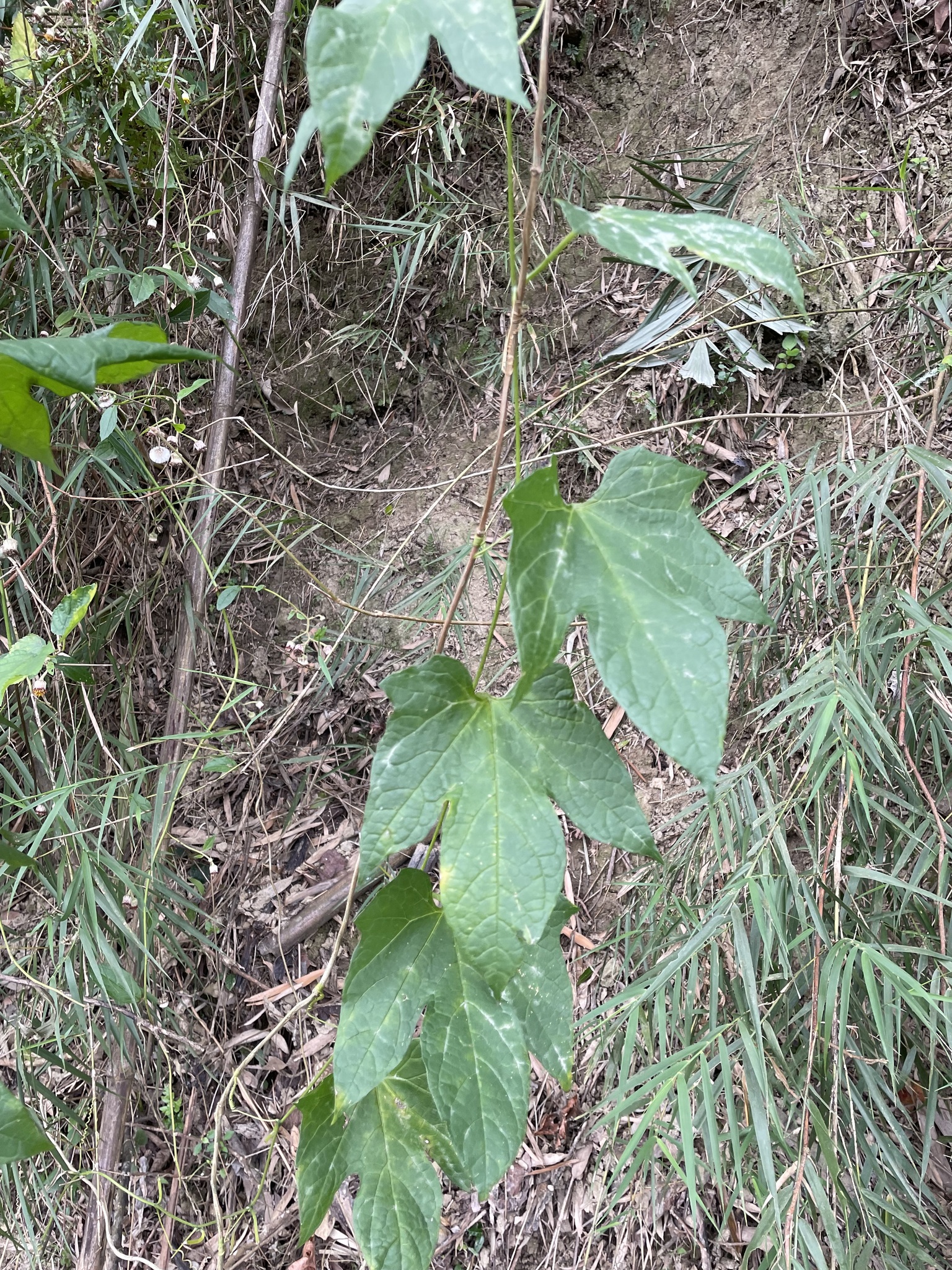 Imagem de Melancia-de-papagaio