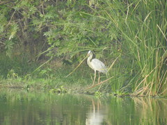 Ardea cinerea