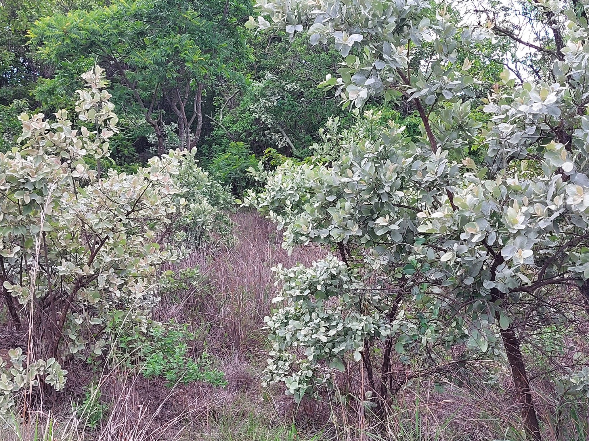 Imagem de Sombra-de-touro