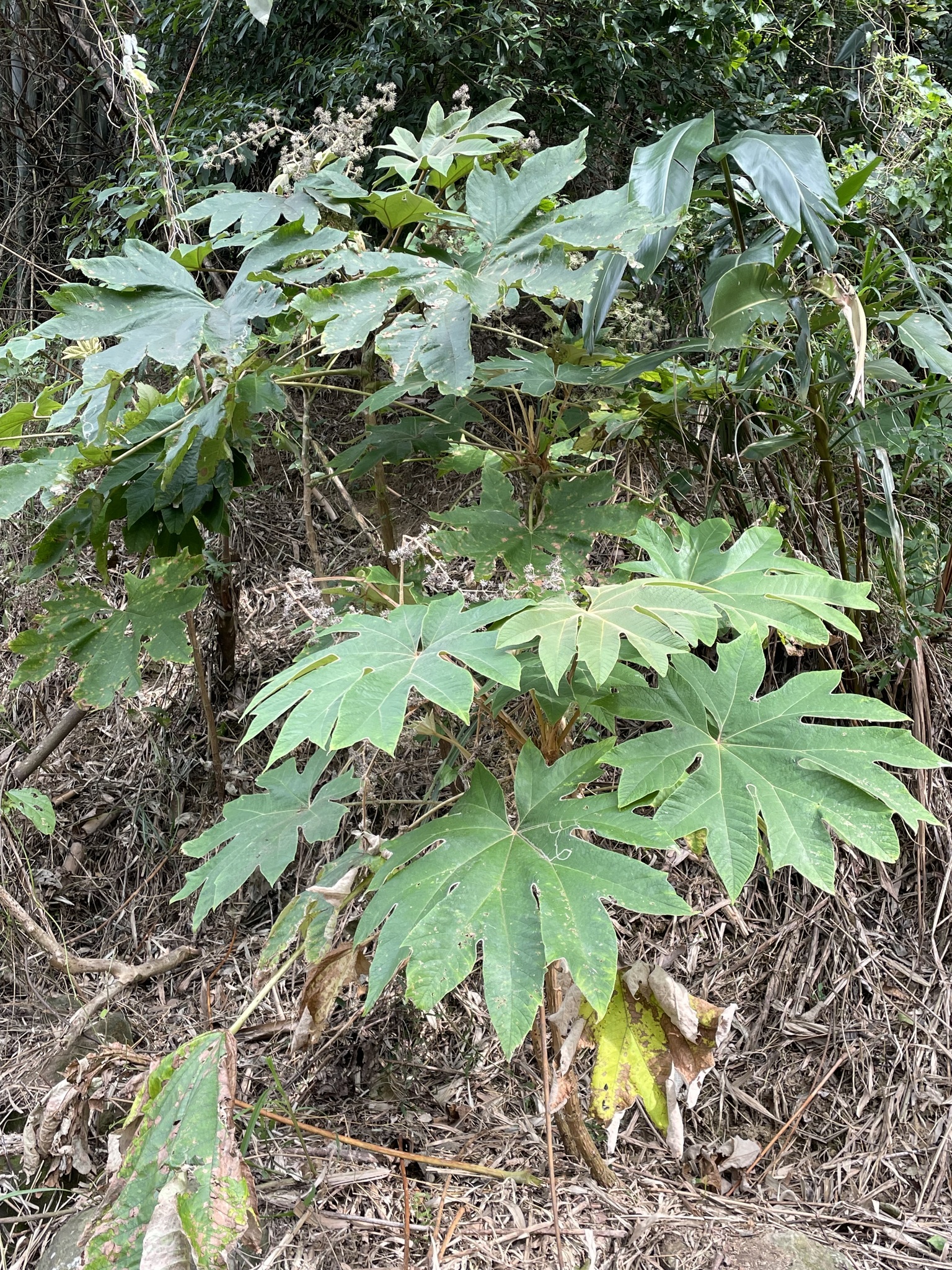 Imagem de Planta do Papel Arroz