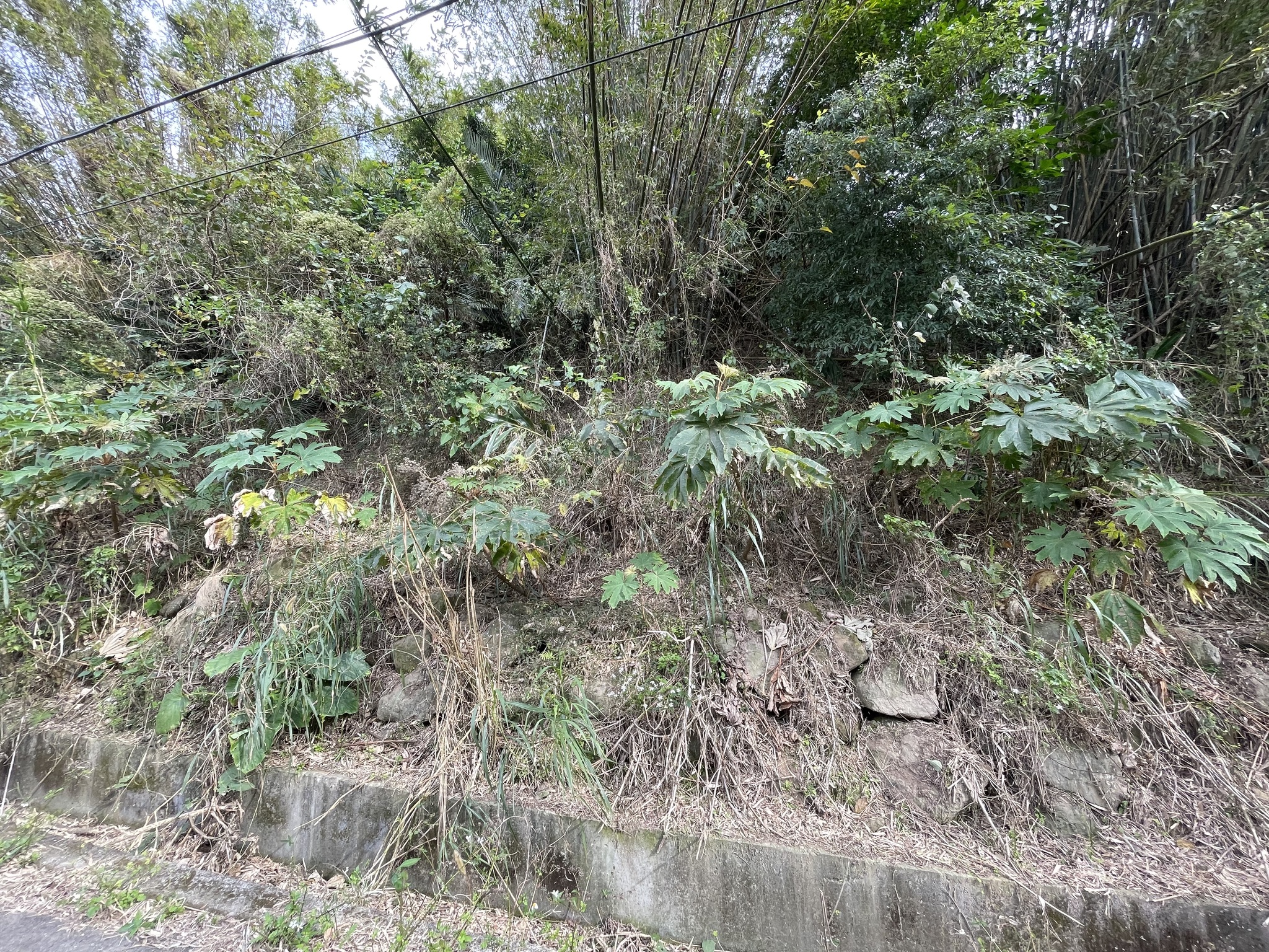 Imagem de Planta do Papel Arroz