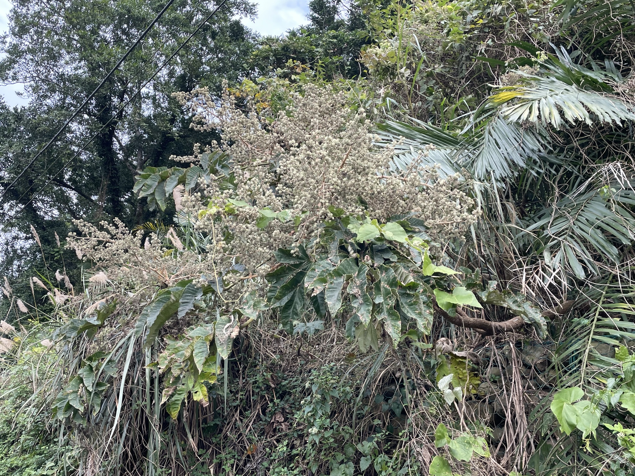 Imagem de Planta do Papel Arroz