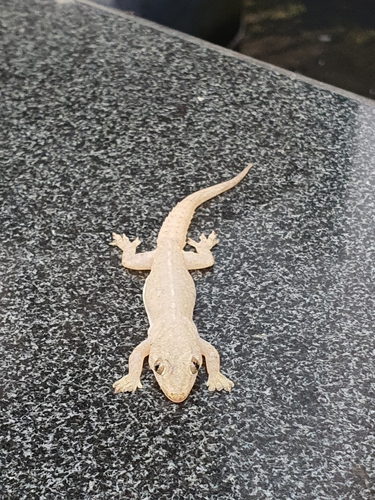 Hemidactylus frenatus