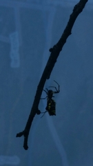 Micrathena funebris