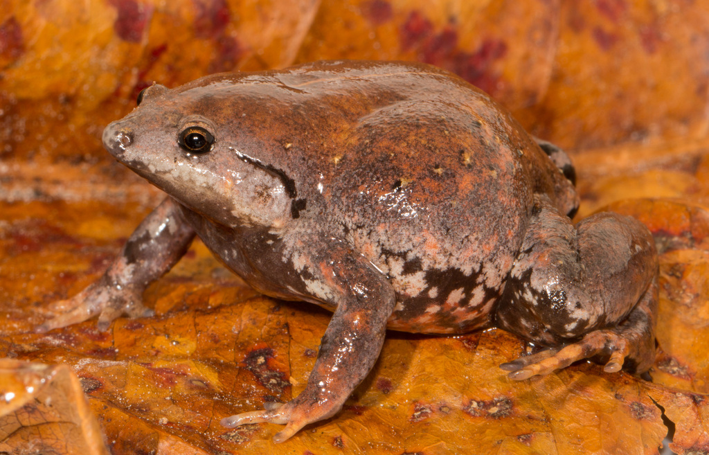 Snouted Frogs & Fanged Frogs