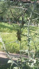 Pachylis neocalifornicus
