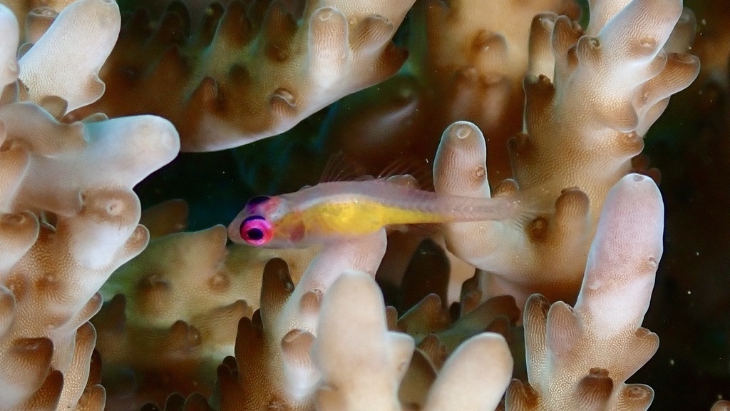 Hovering Goby