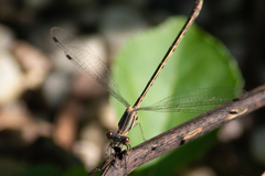 Lestes rectangularis