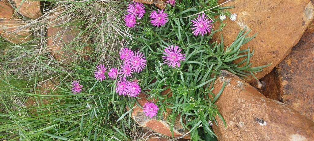 Foto de Plata de gelo ou Tapete rosa