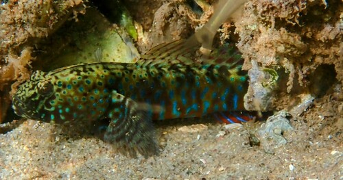 Gekuifde oestergrondel (Cryptocentroides gobioides) — Gobiidae