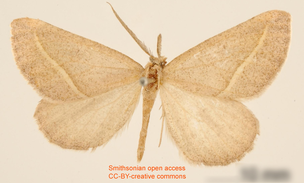 Sicya vigasia