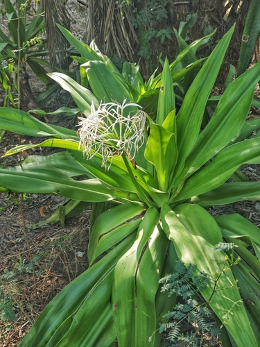 Foto de Açucena do brejo