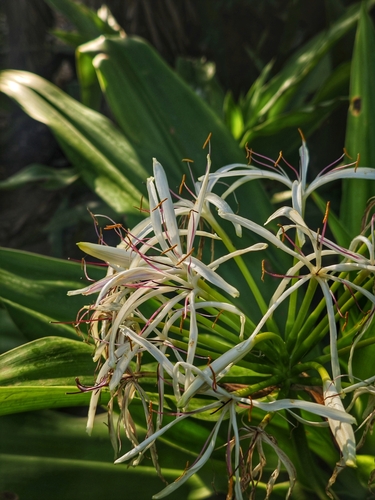 Foto de Açucena do brejo