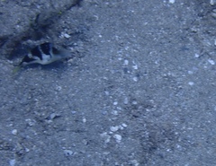 Canthigaster coronata