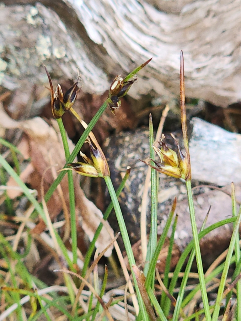 Carex archeri