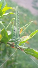 Insara elegans