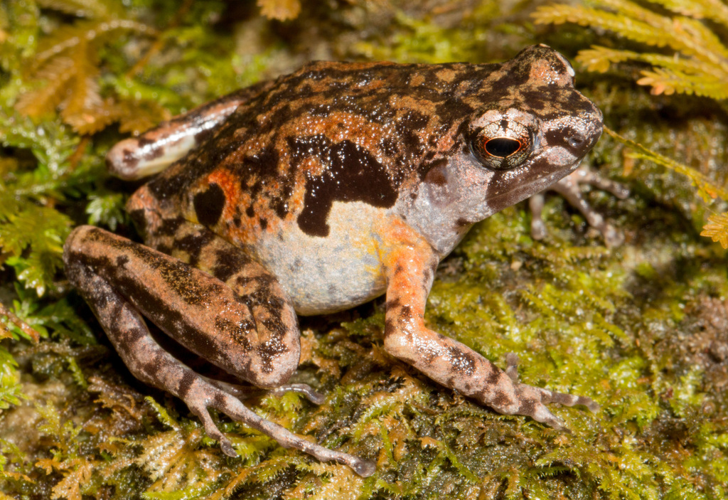 Hylophorbus lengguru