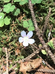 Oxalis montana image
