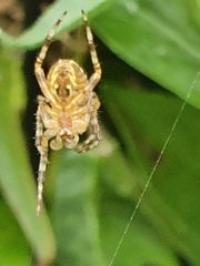 Araneus diadematus