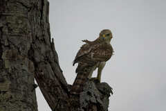 Cassin's Hawk-Eagle photo 2