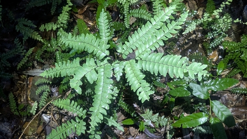 Image of Adiantum silvaticum by (c) Alesha Teitzel, some rights reserved (CC BY)
