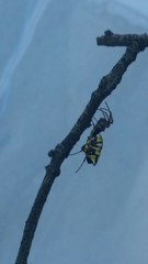 Micrathena funebris