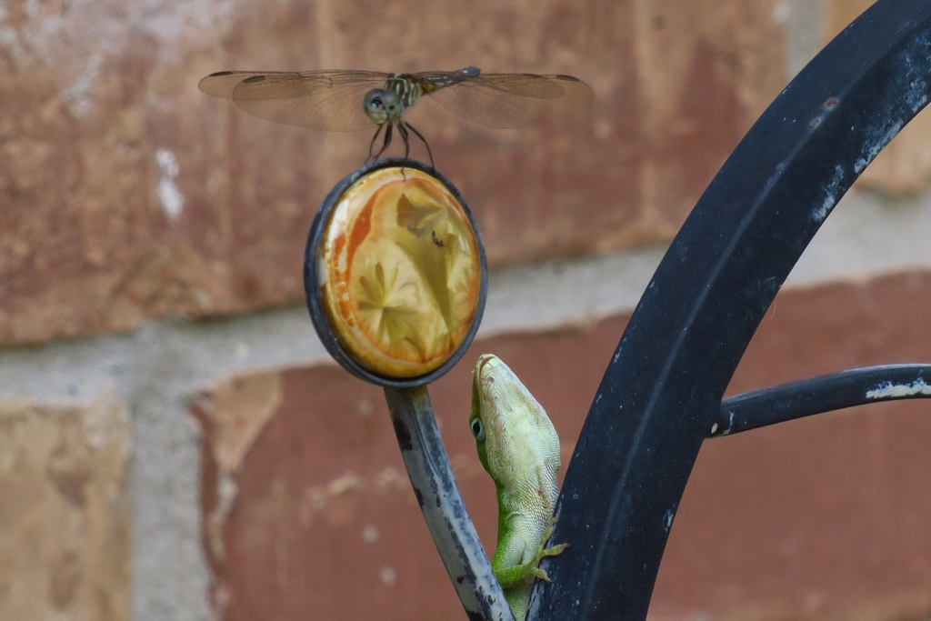 Green Anole from Mandolin Village, TX 77070, USA on July 22, 2019 at 02