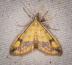 Choristostigma plumbosignalis