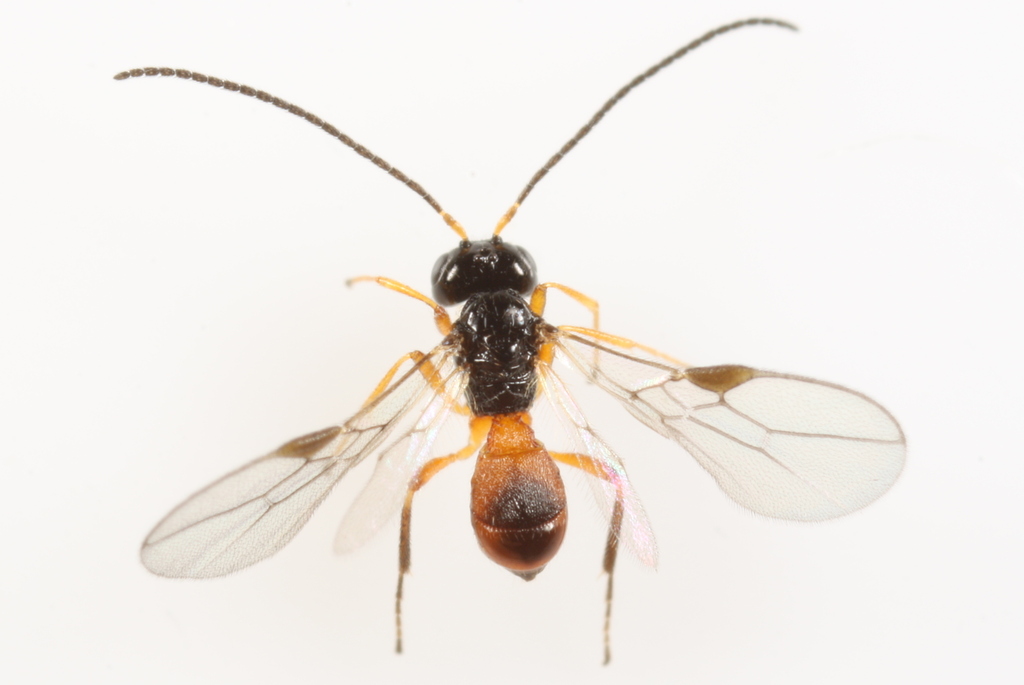 Oenonogastra microrhopalae
