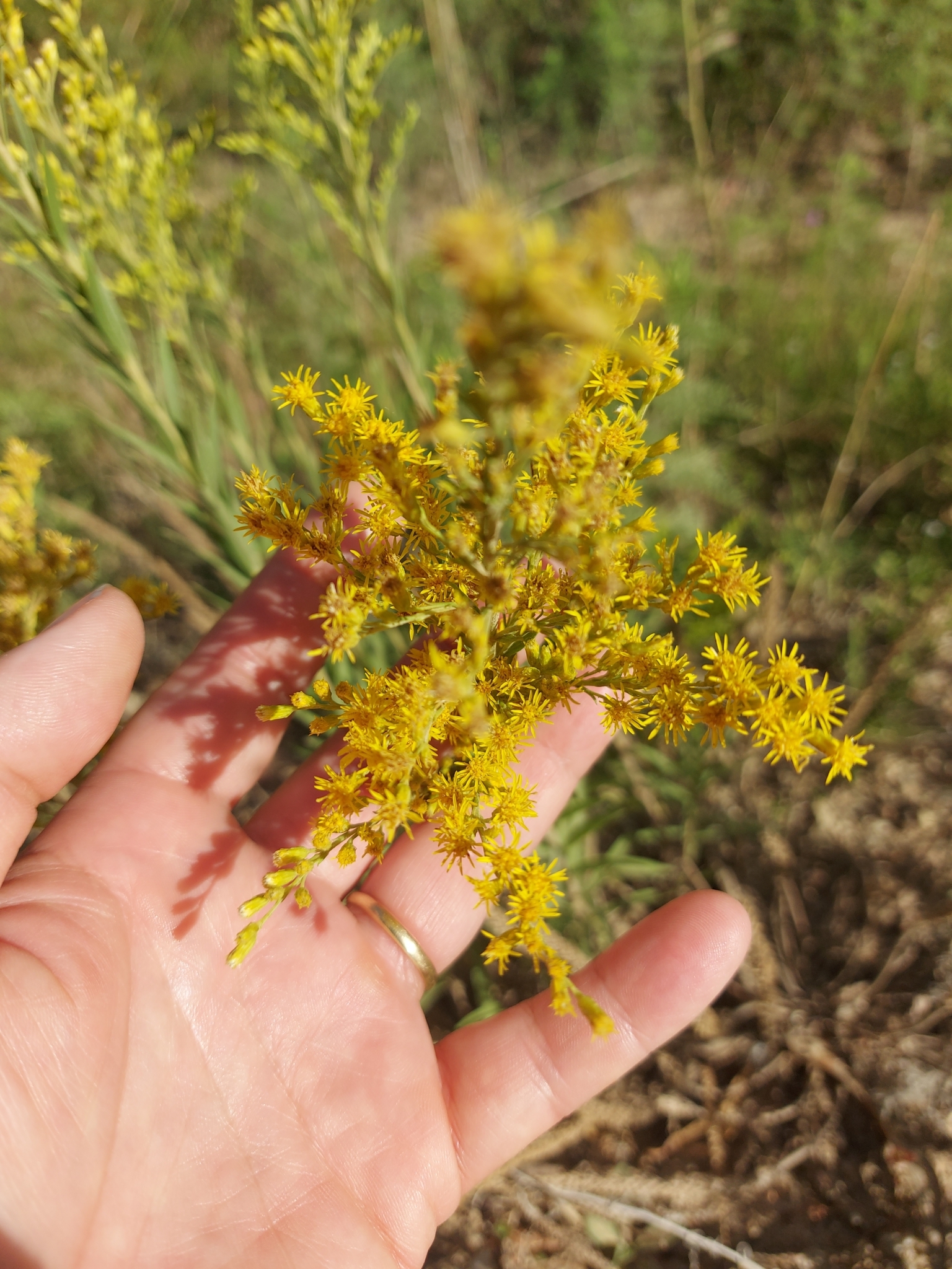 Imagem de Arnica