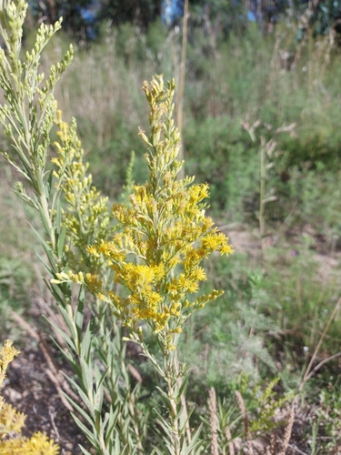 Foto de Arnica