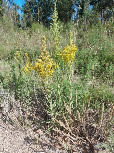 Foto de Arnica