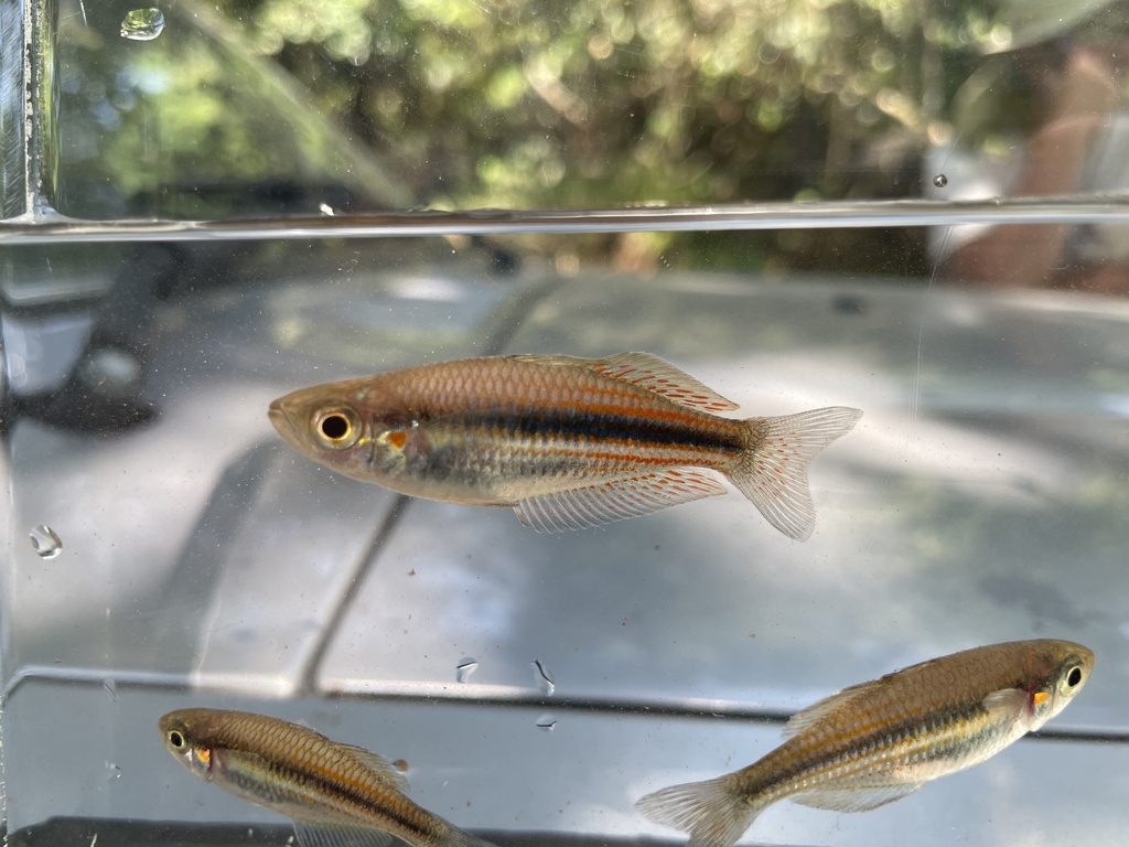 Utchee-regenboogvis (Melanotaenia utcheensis) — Melanotaeniidae