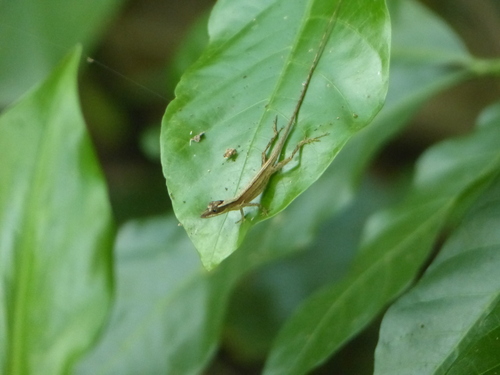 Monte Verde Anole, Anolis alutaceus