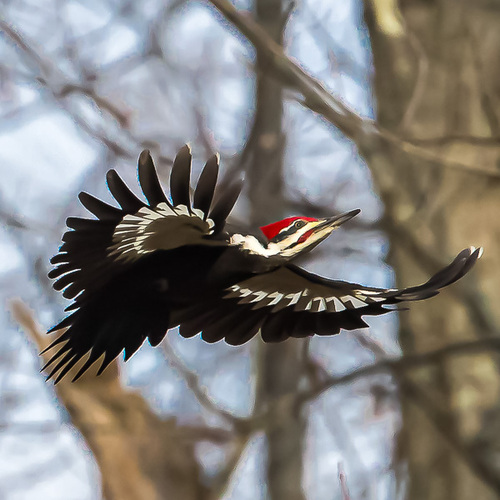 Pileated Woodpecker photographed in New Jersey