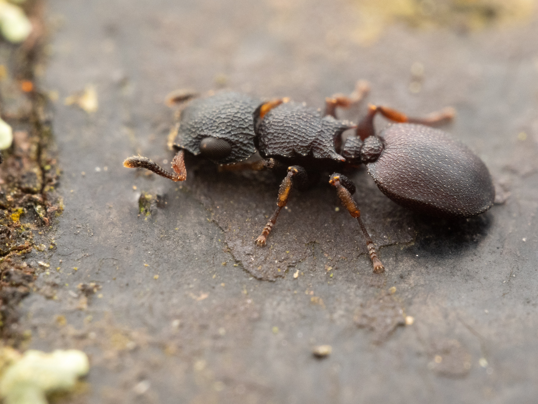 Cataulacus praetextus