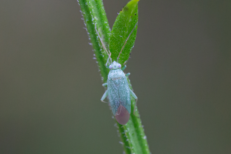 Pachylops
