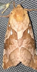 Sthenopis purpurascens