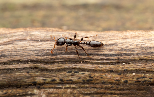 双齿细长蚁Tetraponera bita