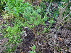 Pimelea tomentosa