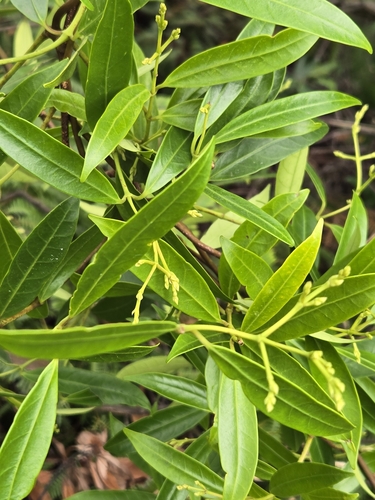 Anodendron affine (Anodendron affine)