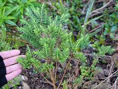 Pimelea tomentosa