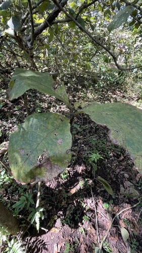 Foto de Teca